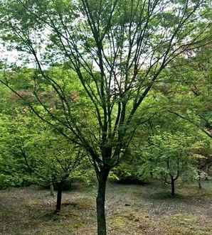 青枫种植后可以嫁接红枫吗，红枫能嫁接在青枫树桩上