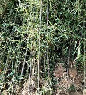 紫竹茶叶价格多少，不同规格的紫竹价格