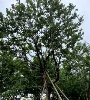朴树种植在庭院哪里，私人庭院种植朴树