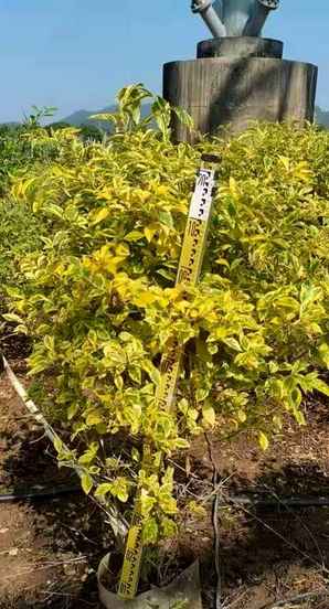 金叶假连翘种植密度，金叶假连翘顺德基地