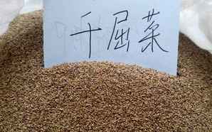 千屈菜怎么繁殖视频讲解，千屈菜种子繁殖