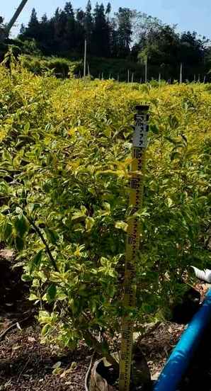 金叶假连翘种植密度，金叶假连翘顺德基地
