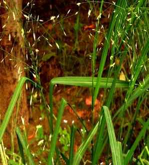 画眉草是草本植物吗，画眉草又叫什么草