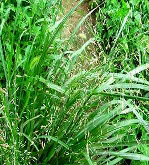 画眉草是草本植物吗，画眉草又叫什么草