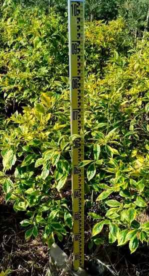 金叶假连翘种植密度，金叶假连翘顺德基地