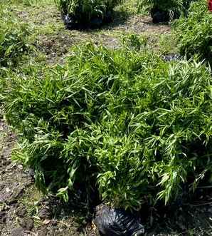 千屈菜产地，白屈菜产地最好的地方