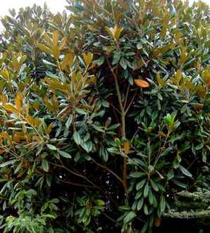 河北适合种植广玉兰吗，广玉兰的种植技术