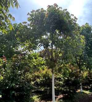 七叶树种植基地地址，七叶树种植方法
