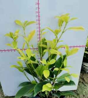 黄榕苗简介，黄榕芽苗