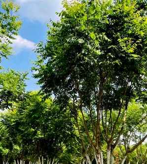丛生栾树价格，丛生栾树基地