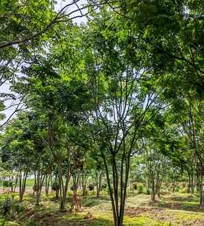 丛生栾树价格，丛生栾树基地