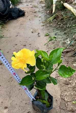 扶桑苗价格，扶桑花苗价格