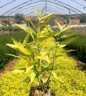 金叶莸幼苗种植基地，金叶莸基地