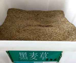 黑麦草种子催芽方法，四倍体黑麦草需要催芽吗