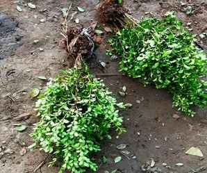 小叶黄杨的养殖方法和注意事项，小叶黄杨一棵1.5米高多少钱