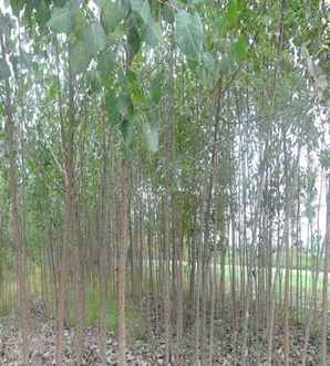 杨树价格2023，杨树价格