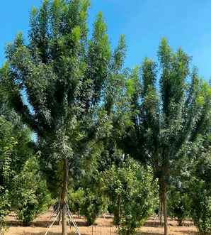 秋紫白蜡价格表，秋紫白蜡药用价值