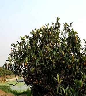 大棚枇杷种植技术，枇杷小苗种植时间