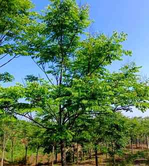 栾树批发基地哪里有，益阳19公分栾树批发
