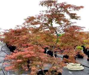 红叶枫树南方适合种吗，日本羽毛枫树适合北方种植吗