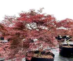 红叶枫树南方适合种吗，日本羽毛枫树适合北方种植吗