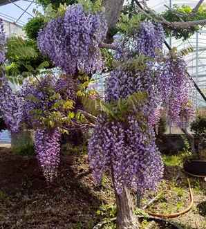 丰花紫藤直径2公分能开花吗，直径为公分紫藤价格
