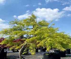 红叶枫树南方适合种吗，日本羽毛枫树适合北方种植吗