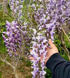 丰花紫藤直径2公分能开花吗，直径为公分紫藤价格