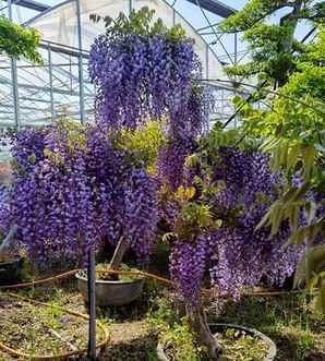丰花紫藤直径2公分能开花吗，直径为公分紫藤价格