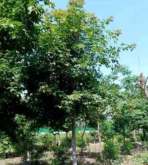 什么地方有枫香树苗卖，枫香树苗批发市场在哪