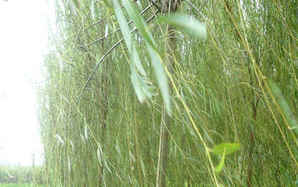 速生杨种植时间，107速生杨种植基地
