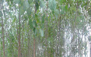 速生杨种植时间，107速生杨种植基地