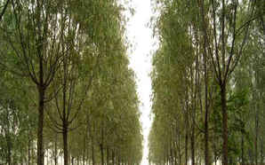 速生杨种植时间，107速生杨种植基地