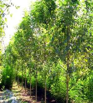河北6公分速生白蜡价格，不同规格速生白蜡的价格