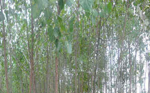 速生杨杨树苗，速生杨杨树苗
