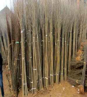河北6公分速生白蜡价格，不同规格速生白蜡的价格