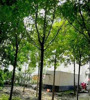 河北6公分速生白蜡价格，不同规格速生白蜡的价格