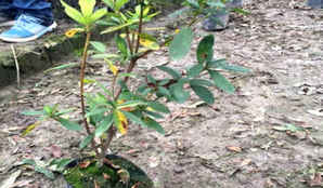 夏鹃种植密度，紫鹃和夏鹃种植密度