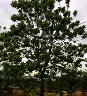荆州市重阳木树，重阳木树价格表