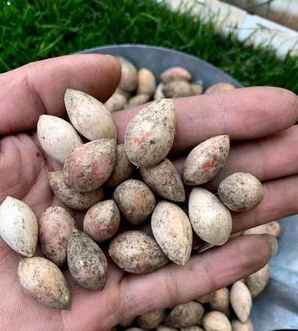 银杏树种子剥完皮可以种植的样子，银杏树种子怎么种植方法