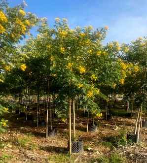 黄花槐和黄槐，黄花槐和黄槐决明的区别