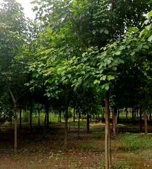 荆州市重阳木树，重阳木树价格表