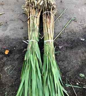 芦苇价格每吨2021，芦苇价格