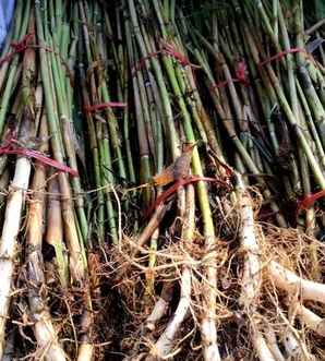 芦苇价格每吨2021，芦苇价格