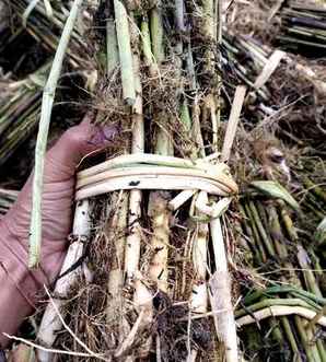 芦苇价格每吨2021，芦苇价格