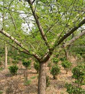 银杏树种植基地在哪里，银杏结果树种植基地