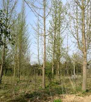 银杏树种植基地在哪里，银杏结果树种植基地