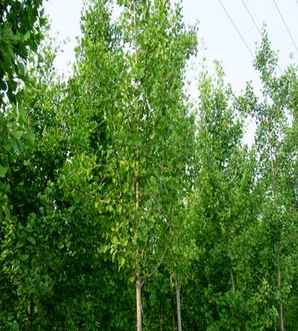 银杏树种植基地在哪里，银杏结果树种植基地