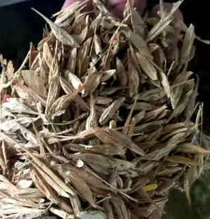 糖槭树种子价格，糖槭树苗价格一览表
