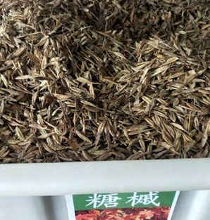 糖槭树种子价格，糖槭树苗价格一览表